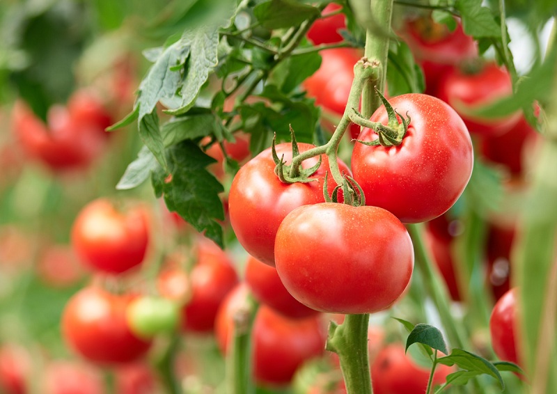 ¿Cuáles son las propiedades del tomate?